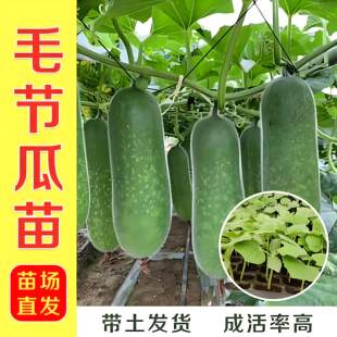 广东节瓜苗高产小冬瓜苗秧苗满地爬迷你台湾黑青皮本地实心