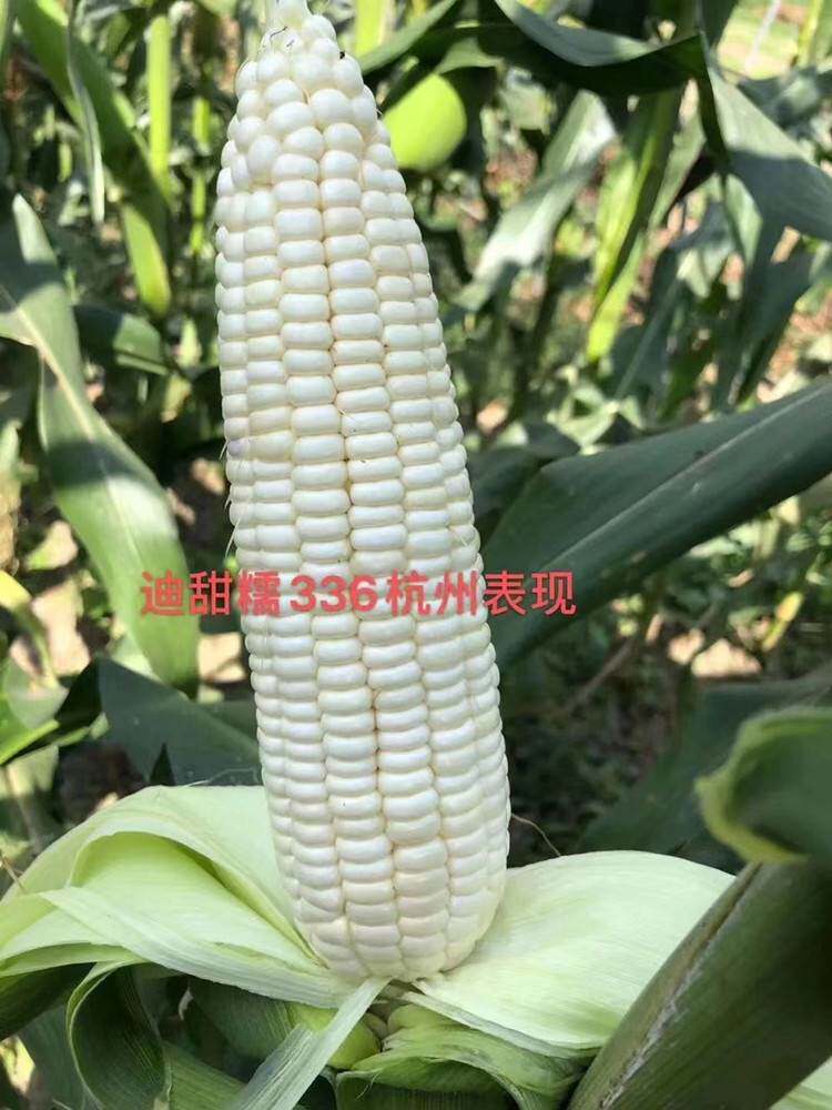 迪甜糯336玉米种子矮杆白甜糯玉米种鲜食玉米农家田园春秋两季播
