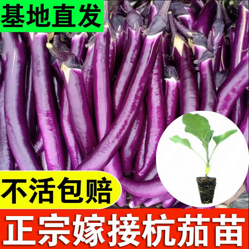 四季茄子苗黑紫红长茄圆茄蔬菜苗辣椒苗秧苗带土本地嫁接茄瓜茄苗