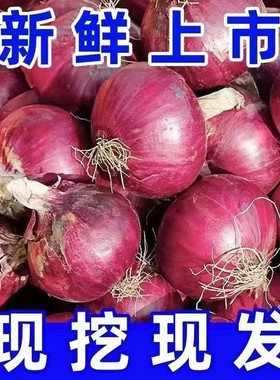 水果洋葱甜味生吃新鲜紫皮洋葱洋葱头小圆葱毛葱红洋葱大洋葱