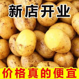 土豆黄心洋芋马铃薯新鲜高山农家现挖粉沙面黄心小土豆当季 蔬菜