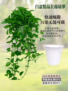 爆款绿萝绿箩长藤吊兰植物室内花卉盆栽爬藤常春藤水培盆景