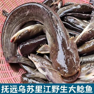 鲶鱼新鲜整条速冻铁锅炖鲶鱼东北黑龙江抚远特产纯江无杂刺淡水鱼