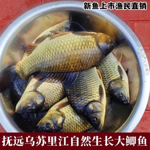 东北天然大鲫鱼孕产妇下奶新鲜土鲫鱼月子炖汤补身鲜活淡水小鲫鱼