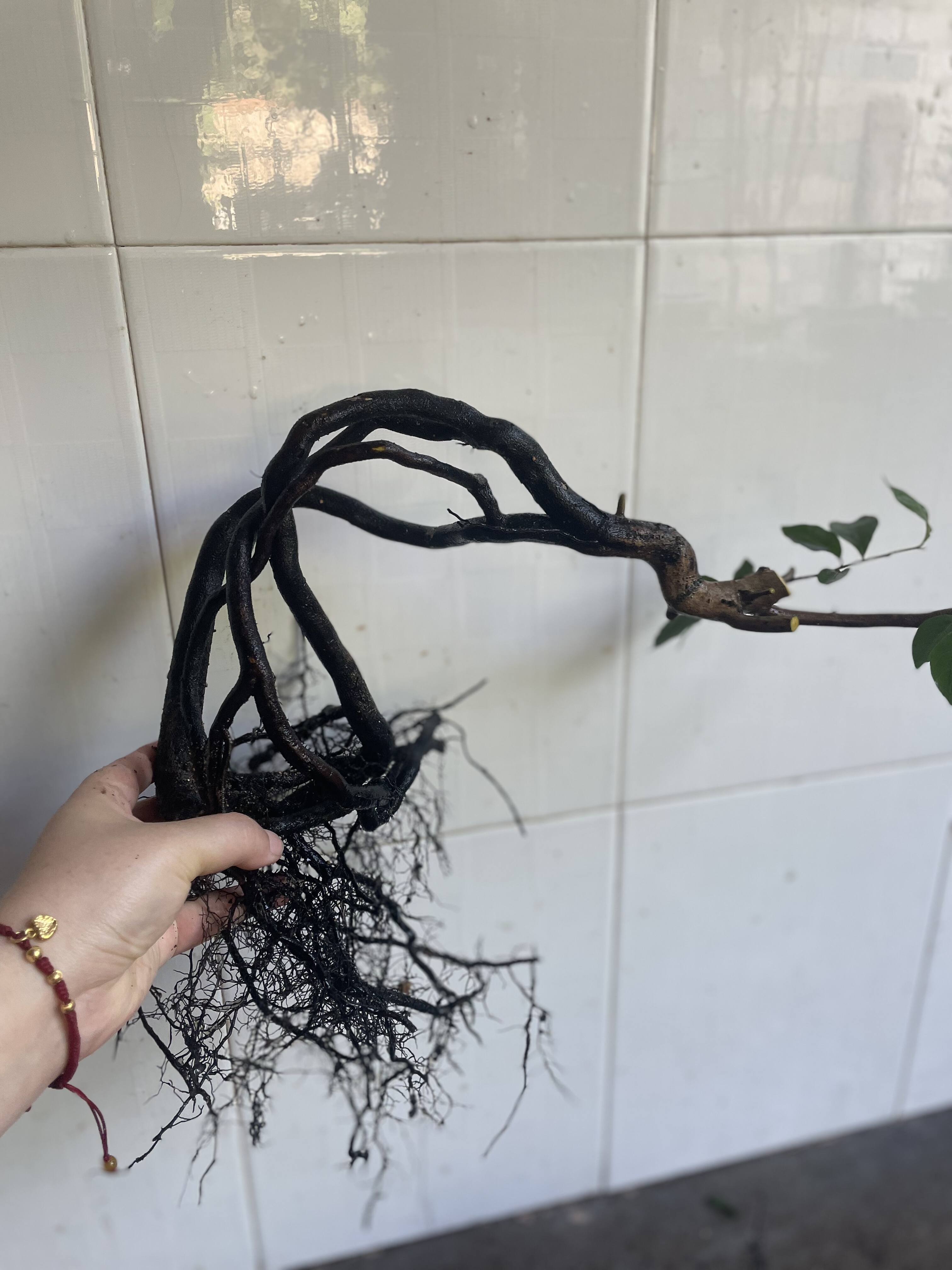 老鸦柿盆景素材绿植