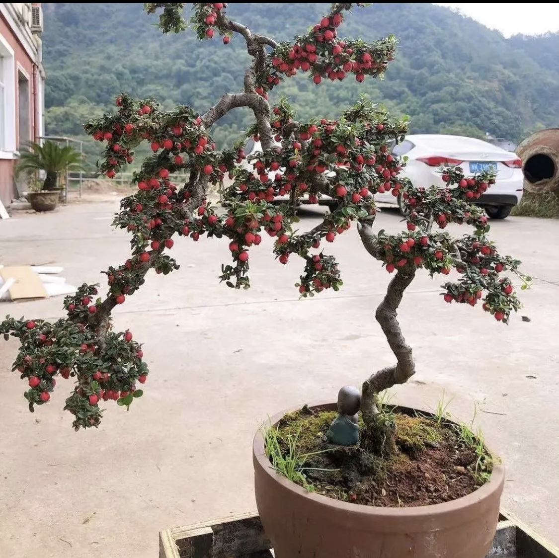 盆景素材白花荀子 红花荀子