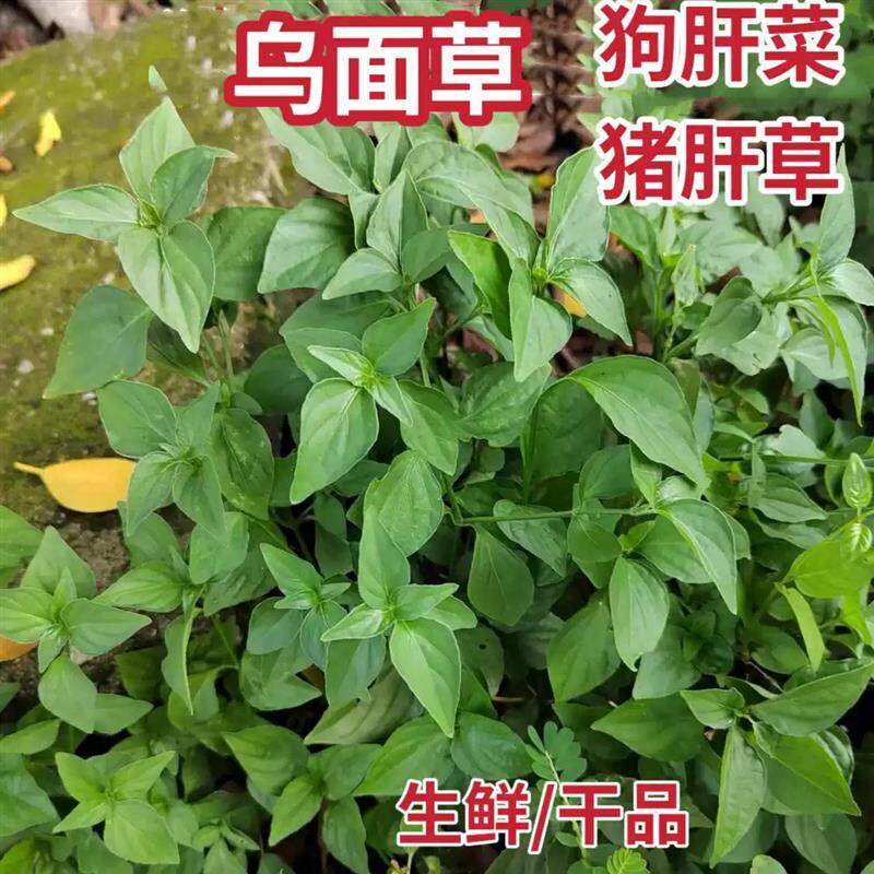 潮汕乌面草狗肝菜野红蓝青蛇仔路边青土羚羊中草药猪肝菜干货包邮