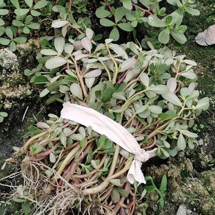 马齿苋菜新鲜包邮潮汕现摘马齿菜马蜂菜野地马齿笕食用野菜现挖