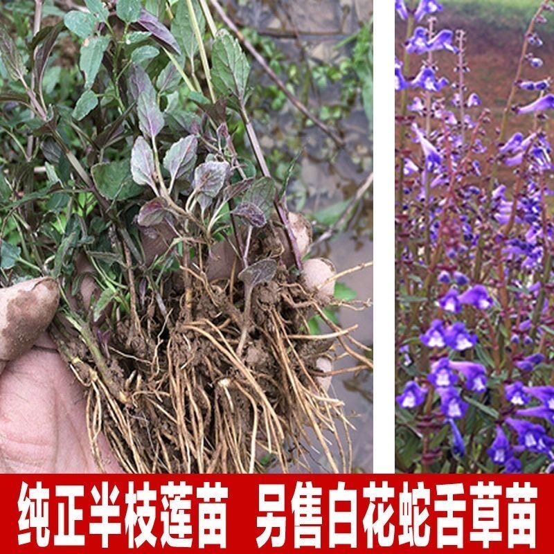 半枝莲苗半支莲草苗潮汕四方枝仔苗韩信草苗绿植盆栽棵另售蛇舌草