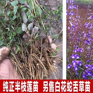 半枝莲苗半支莲草苗潮汕四方枝仔苗韩信草苗绿植盆栽棵另售蛇舌草