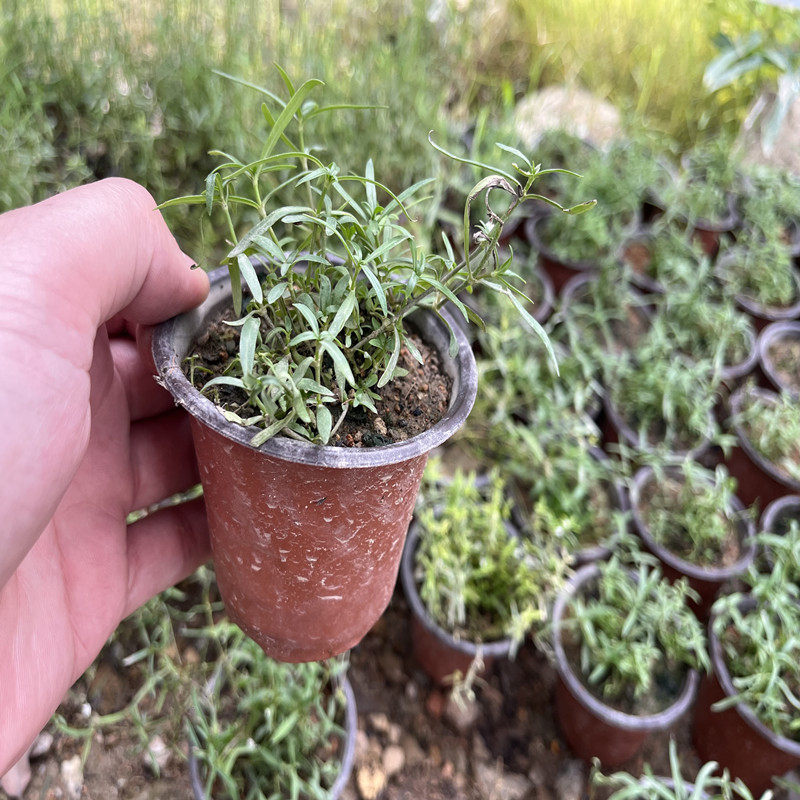 白花蛇舌草苗中草药半支莲苗单花蕾白花蛇舌草种植苗中草药百花草