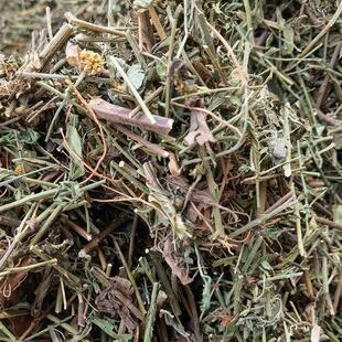 脾草脾仔草新鲜现采田边菊夭脾白草伤脾草马兰花500g包邮潮汕草药