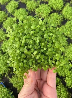 雷公根绿植天胡荽盆栽苗可食用中草药土地锦遍地锦满天星鱼鳞草