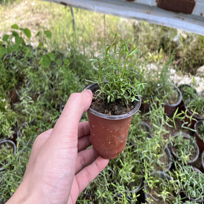 白花蛇舌草苗中草药半边莲苗单花蕾白花蛇舌草种植苗中草药百花草