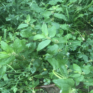 新鲜野外飞扬草大飞扬节节花白乳汁草中草药材现采肤痒洗澡通少乳