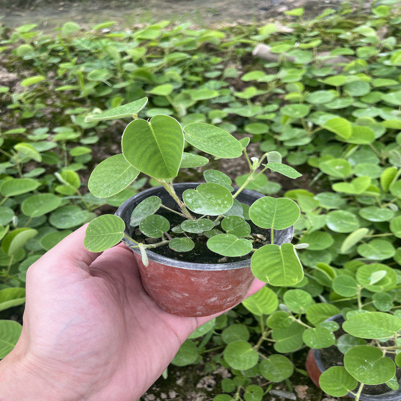广东金钱草苗大叶金钱种植苗大叶落地金钱结石吸尘草绿植盆栽棵