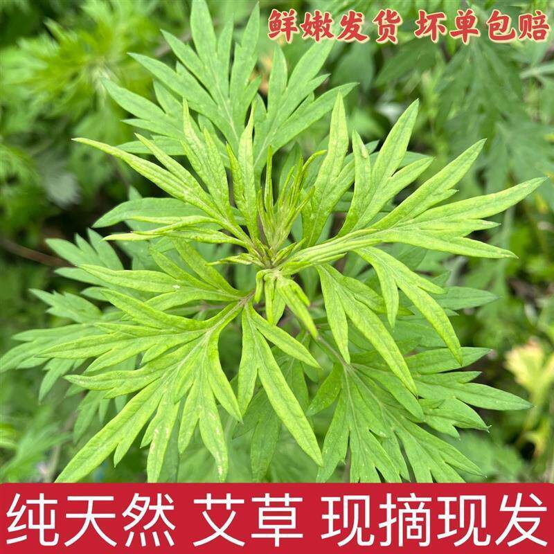 新鲜艾草叶食用嫩艾叶草艾蒿糍粑