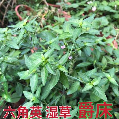 百穗莲草六角英新鲜六角婴 小青草 爵床 孩儿草 麦穗红赤眼老母草