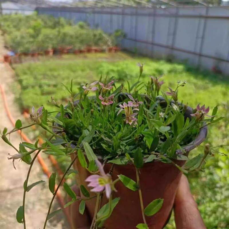 半边莲幼苗 半边莲种植 苗易活阳台中药材急解索细米草蛇脷草包邮