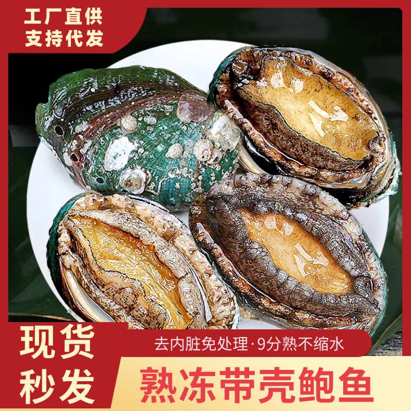 熟冻鲍鱼带壳 大号鲍鱼新鲜鲍鱼冷冻品鲍鱼肉活冻鲍鱼商用