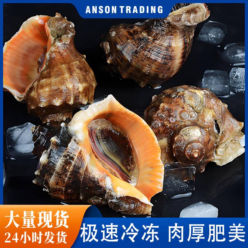 大个海螺速冻冷冻活体餐饮海鲜