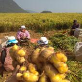 月子驱寒 泡脚 炖汤调料 云南小黄姜鲜姜 农家自产 姜味浓无渣