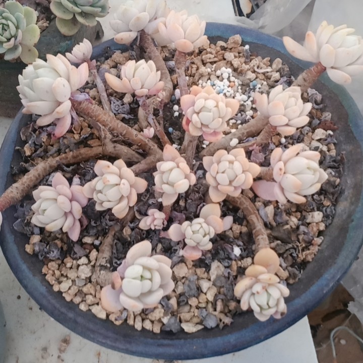 大冷香带盆,鲜花速递/花卉仿真/绿植园艺,多肉植物,淘宝优惠券,粉丝福利购,淘宝优惠卷