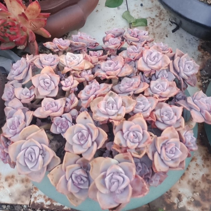 彩虹糖带盆,鲜花速递/花卉仿真/绿植园艺,多肉植物,淘宝优惠券,粉丝福利购,淘宝优惠卷