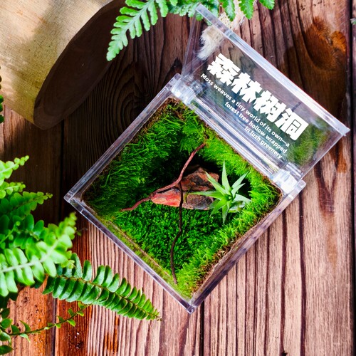 蔓薇清源苔藓微景观空气凤梨森林