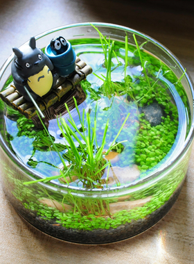 微景观钓鱼桌面小鱼缸紫砂陶瓷玻璃缸植物水草种子创意diy盆栽