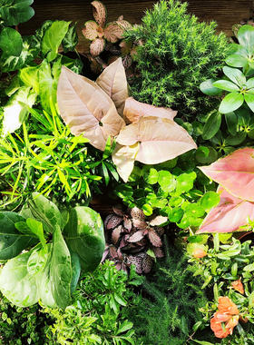 苔藓微景观室内桌面盆栽植物创意diy材料水陆缸迷你绿植小树带盆