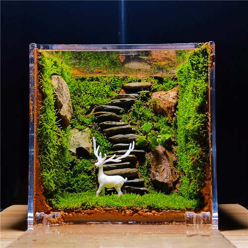 苔藓微景观迷你植物diy材料