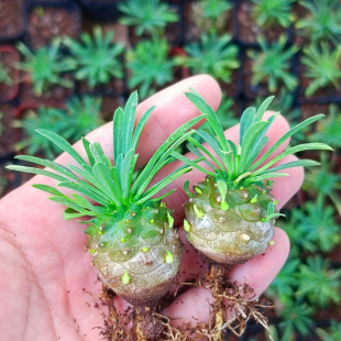 小菠萝旺来 微景观创意迷你植物好养桌面绿植盆栽 峨眉山多肉凤梨