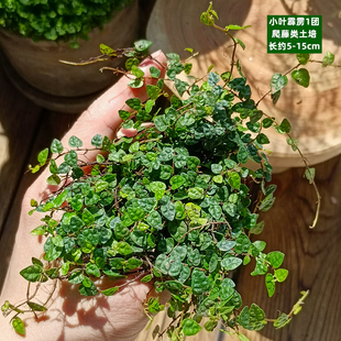 苔藓微景观水陆缸生态缸小植物网纹草蕨类创意迷你植物造景材料