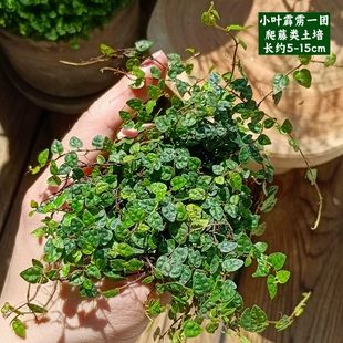 苔藓微景观水陆缸生态缸小植物网纹草蕨类创意迷你植物造景材料