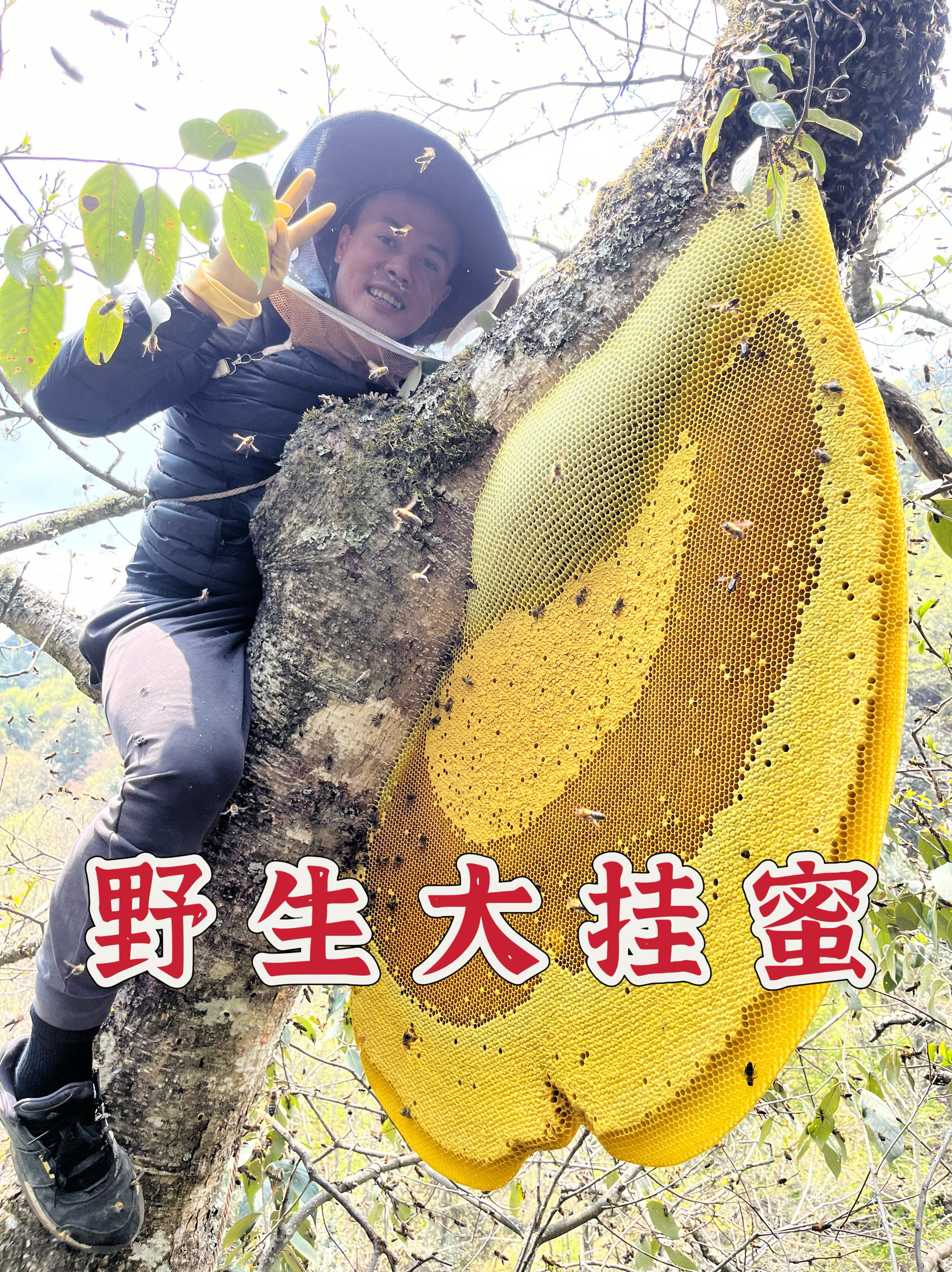 大挂蜜云南大理原始森林天然百花蜜海拔3200米以上纯野生蜂蜜