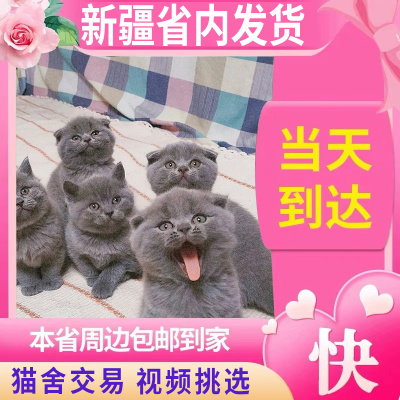 英短蓝猫银渐层活物纯种血统