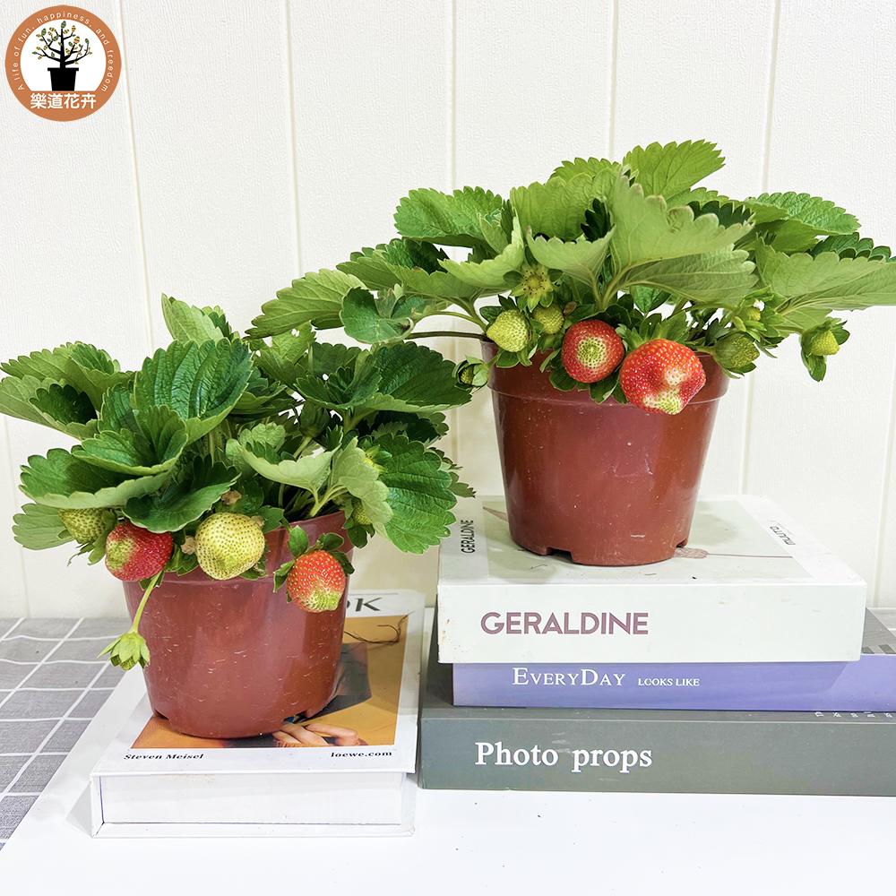 草莓苗成品盆栽食用草莓盆栽奶油草莓阳台室内水果植物带花带果发