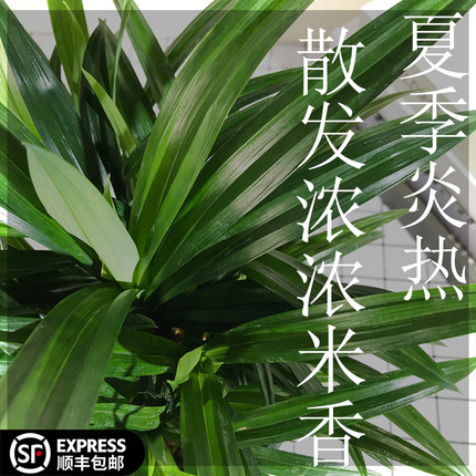 香兰叶斑斓叶盆栽香兰叶大苗小苗可食用香料天然芳香客厅窗台美观