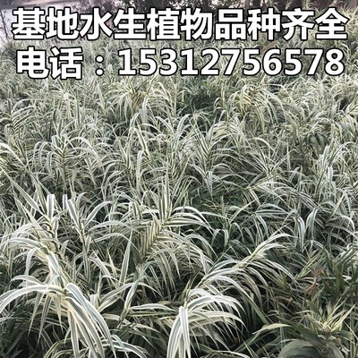 花叶芦竹水生花卉花叶芦竹池塘 河道净化水质挺水植物花叶芦竹苗