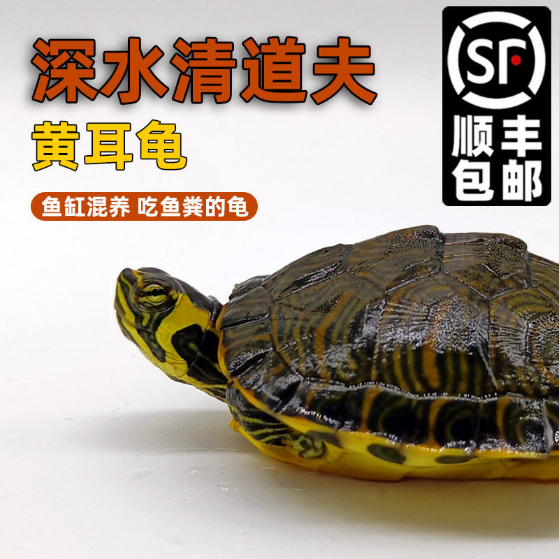 黄耳龟深水龟鱼缸混养小乌龟活物稀有火焰龟小宠物龟吃粪龟清洁龟