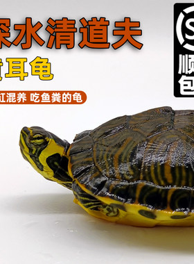 黄耳龟深水龟鱼缸混养小乌龟活物稀有火焰龟小宠物龟吃粪龟清洁龟