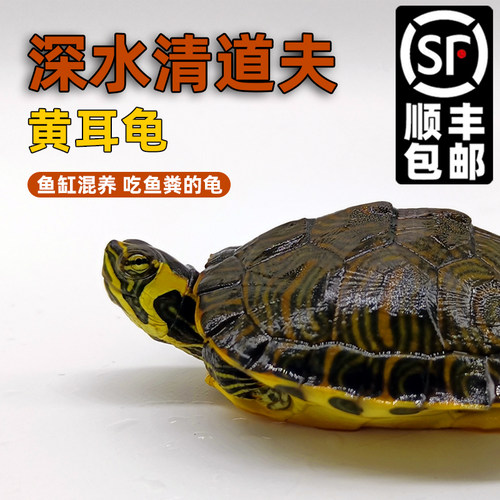 黄耳龟深水龟鱼缸混养小乌龟活物稀有火焰龟小宠物龟吃粪龟清洁龟