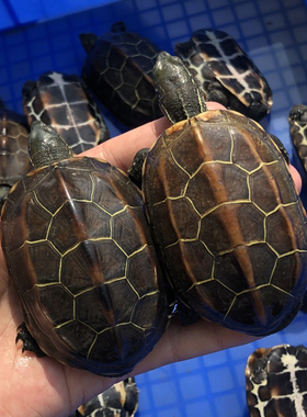 中华黑腹金线情侣一对草龟小乌龟活物活体中华草龟草龟墨龟小宠物