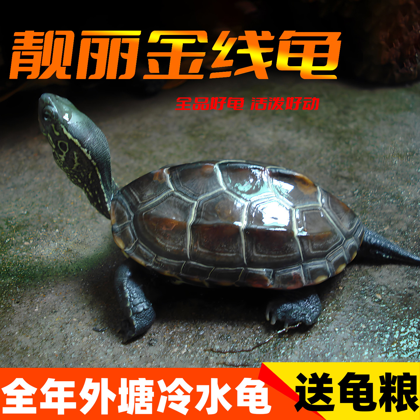 纯种外塘中华黑腹活体小乌龟