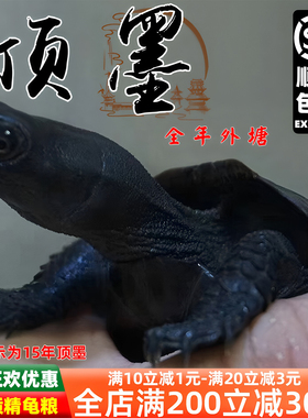顶墨龟纯种全黑龟苗外塘中华公草龟迷你小乌龟活物活体金线龟小宠