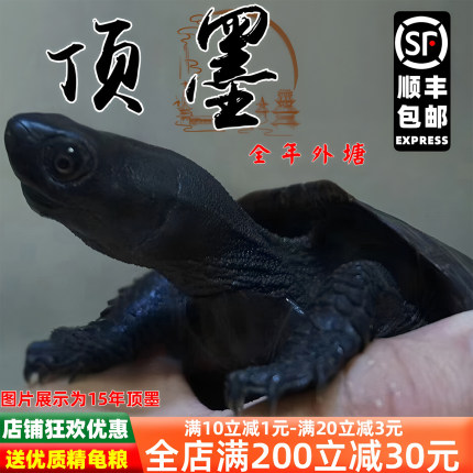 顶墨龟纯种全黑龟苗外塘中华公草龟迷你小乌龟活物活体金线龟小宠