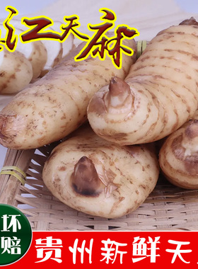 贵州德江天麻新鲜深山野生种植红天麻500g现挖产地直发无硫生天麻