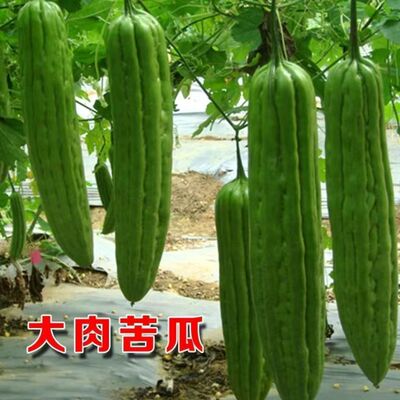 大肉油绿苦瓜苗子高产四季春播盆栽蔬菜孑早熟耐热大果型苦瓜种籽