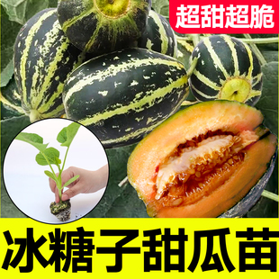 春秋高产 寿光超甜冰糖子甜瓜苗秧脆嫩绿宝石羊角蜜甜瓜种子四季